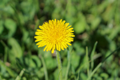 Close-up of yellow flower on field