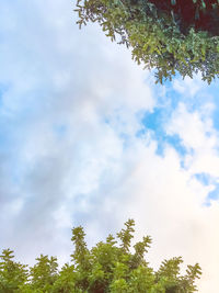 Low angle view of trees against sky