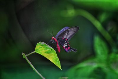 Butterfly on leaf