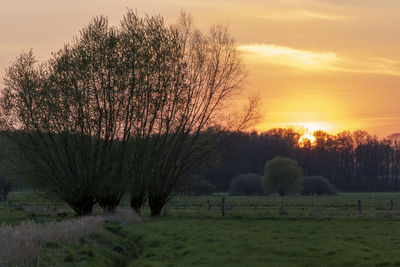 Trees on field against sky during sunset