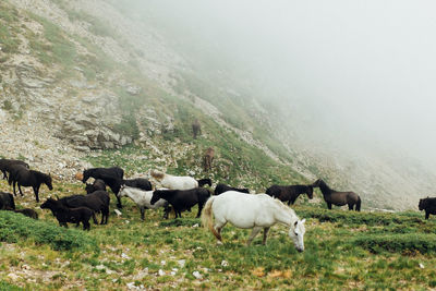 Horses grazing on field