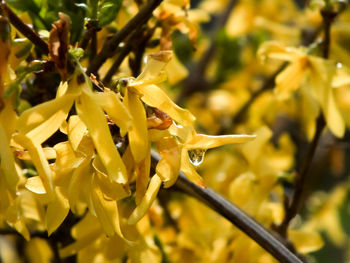 Close-up of yellow flowering plant leaves