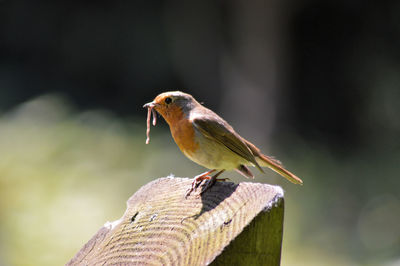 Close-up of bird perching on wooden post