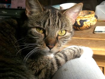 Close-up portrait of cat sitting at home