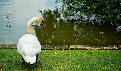 Close-up of swan on lakeshore