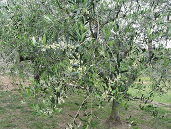 Plants on tree