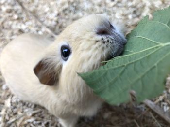 Close-up of rabbit