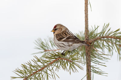 Common redpoll perched in a small pine with white snow in the background