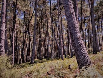 Trees in forest