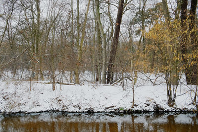 Bare trees by river in forest during winter