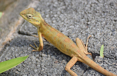 Close-up of lizard on rock