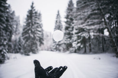 Close-up of snow on tree against sky