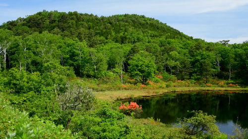 Scenic view of lake amidst trees in forest against sky