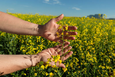 Cropped hand of woman holding yellow flower