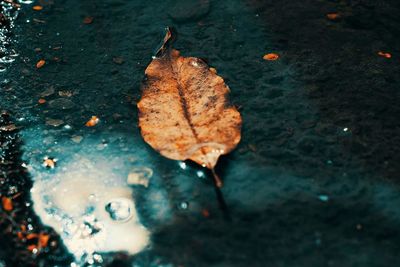 High angle view of maple leaves floating on water