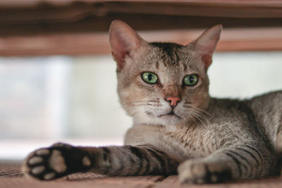 Close-up portrait of tabby cat