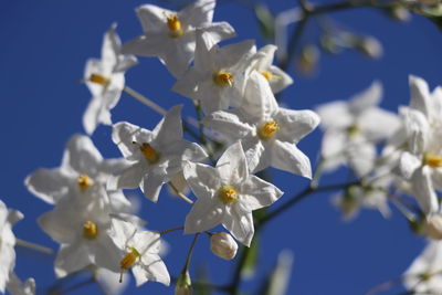 Low angle view of white flowers against clear blue sky