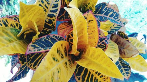 Close-up of leaves on wall