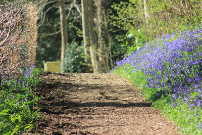 View of purple flowering plants