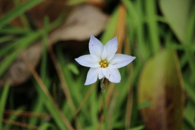 Close-up of white flowers