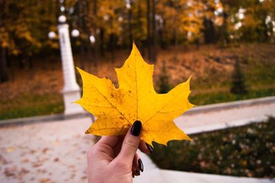 Close-up of person holding maple leaf