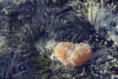 Close-up of plant against blurred background