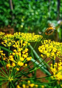 Close-up of bee pollinating on yellow flower