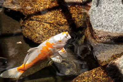 High angle view of koi carp swimming in pond