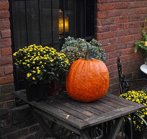 View of pumpkins against orange wall