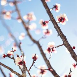 Low angle view of pink flowers blooming on tree