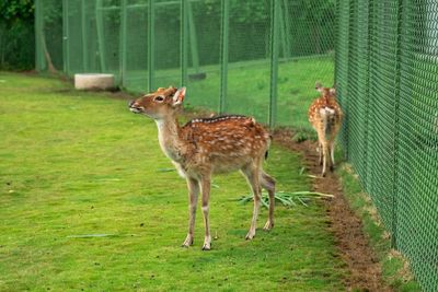 Deer standing in zoo