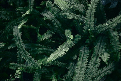 Full frame shot of fern leaves