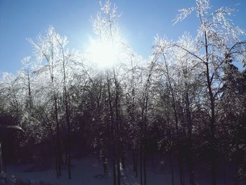 Low angle view of trees against sky