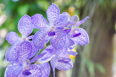 Close-up of purple flowering plant in park