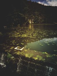 Scenic view of lake in forest