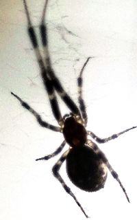 Close-up of spider on leaf