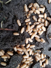 High angle view of mushrooms