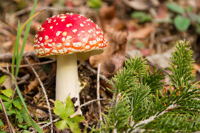 Close-up of fly agaric mushroom on field