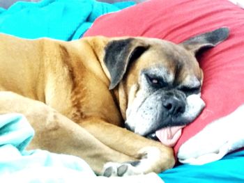 Close-up of dog sleeping on sofa