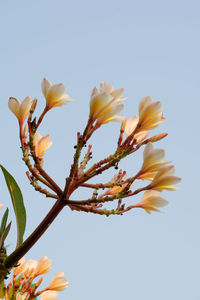 Low angle view of flowering plant against sky