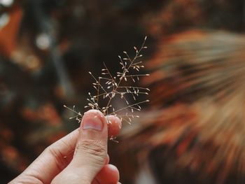 Close-up of hand holding leaf