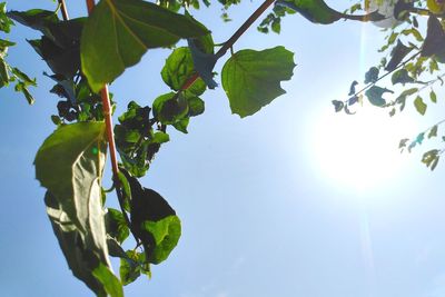 Low angle view of sunlight streaming through tree