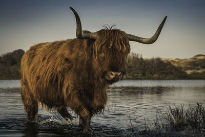 Highland cattle in lake against clear sky