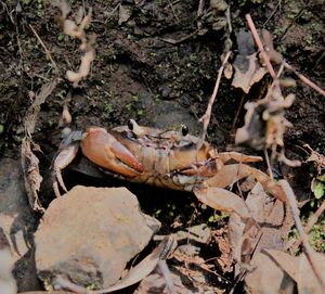 High angle view of crab on field