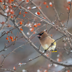 Low angle view of bird perching on branch