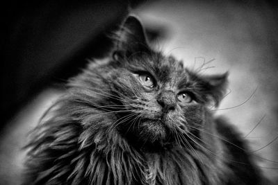 Close-up of a cat looking away