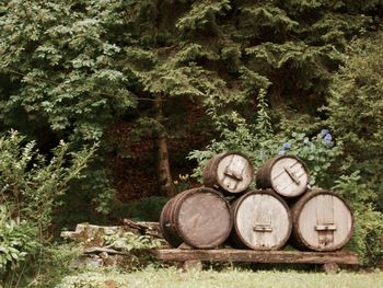 Wine barrels against trees