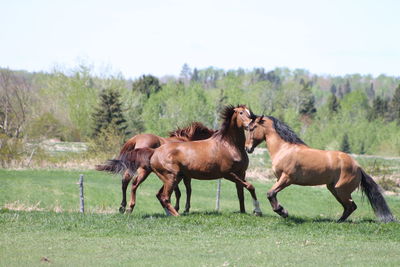 Horses on field against sky