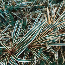 Full frame shot of plants