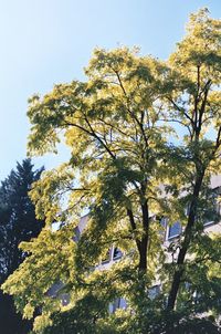 Low angle view of trees against sky